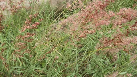 Wild grass blown by the wind Stock Footage 304798368