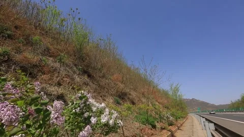 Wild Grass Blue Sky China Roadside 動画素材 337180756