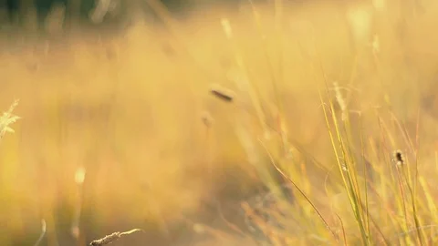 Wild grass with bokeh effect Stock Footage 98678929