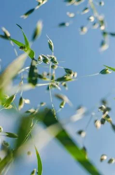 Wild grass bottom view on the blue sky background Stock Photos