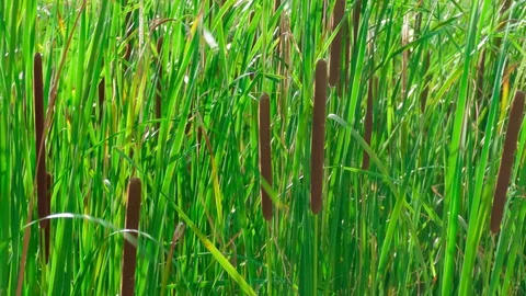 Wild grass cane in lake, close-up Stock Footage 77768563