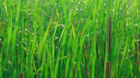 Wild grass cane in lake Stock Footage 77768740