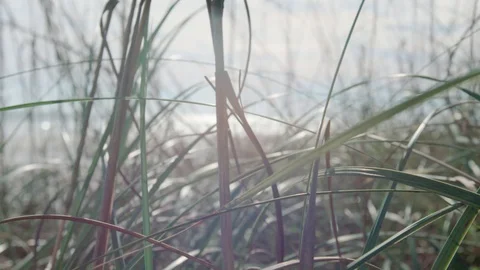 Wild Grass Close Up Stock Footage 88675522