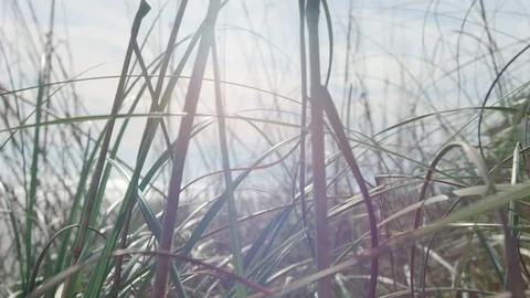 Wild Grass Close Up Stock Footage 88676192
