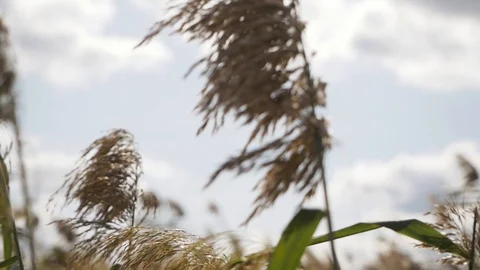 Wild grass close-up sways from the wind against the cloudy sky Stock Footage 128374600