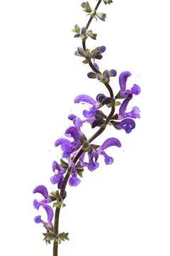 Wild grass curved shape isolated on white background. Beautiful bouquet of .. 스톡 사진