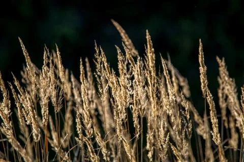 Wild grass on dark background. Stock Photos