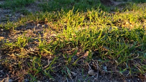 Wild grass in dramatic golden hour light Stock Footage 346185333