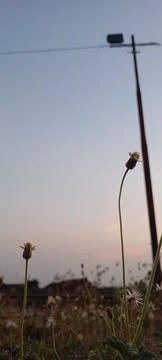 Wild Grass at Dusk Stock Photos