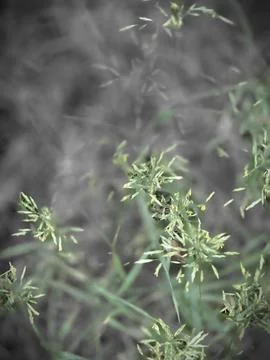 Wild grass ears blurry background Stock-Fotos