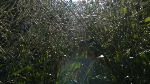 Wild grass ears in bright sunlight, tilting Video stock 331220903