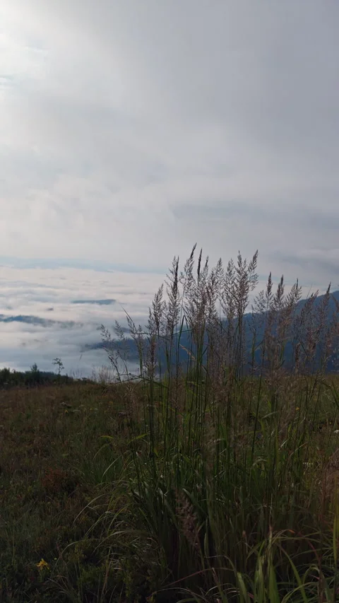 Wild grass ears close up on mountain slope with cloud inversion Stock Footage 340577592