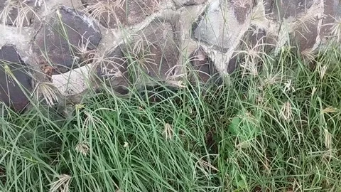 Wild grass that is on the edge of the beach road Stock Footage 225199368