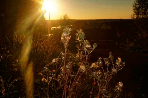 Wild grass in the evening in summer Stock Photos