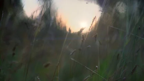 Wild grass with evening sunset Stock Footage 113293604
