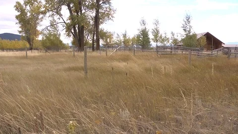 Wild Grass - Farm by DWKing Video stock 103426136