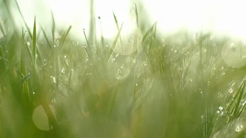 Wild Grass In The Field. Close-up. Stockbeeldmateriaal 102349082