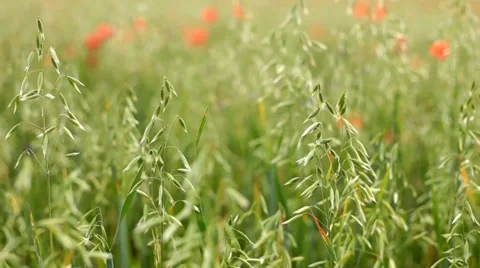 Wild grass field. Stock Footage 39338588