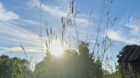 Wild grass field Stock Footage 91239916