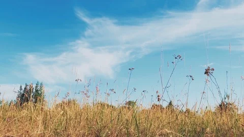 Wild grass field Stock Footage 91239934