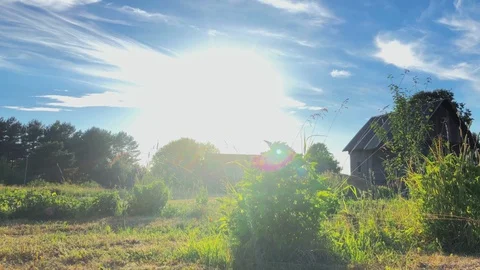 Wild grass field Stock Footage 91239956