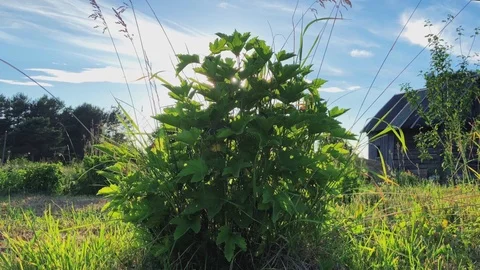 Wild grass field Stock Footage 91239972