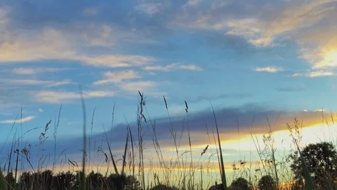 Wild grass field Stock Footage 91239988