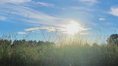 Wild grass field Stock Footage 91239999