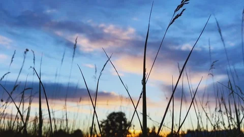 Wild grass field Stock Footage 91240169