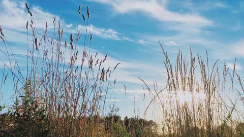 Wild grass field Stock Footage 91240207
