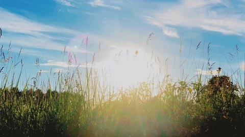 Wild grass field Stock Footage 91240295