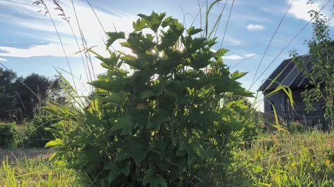 Wild grass field Stock Footage 91552138