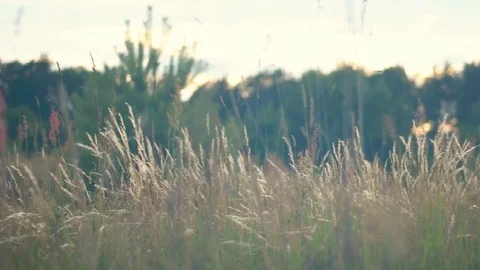 Wild grass field Stock Footage 91853465