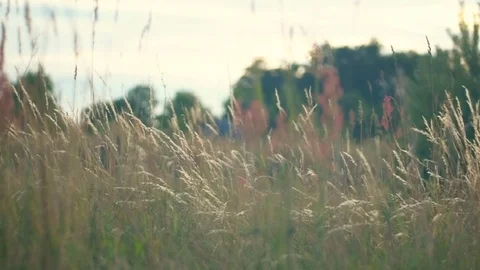 Wild grass field Stock Footage 91853567