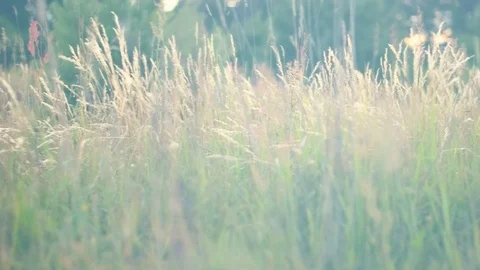 Wild grass field Stock Footage 91853639