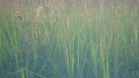 Wild grass field Stock Footage 91933759