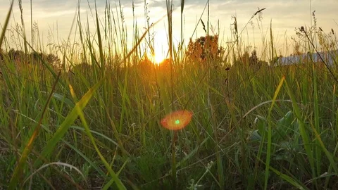 Wild grass field Stock Footage 92677296