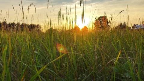 Wild grass field Stock Footage 92677306