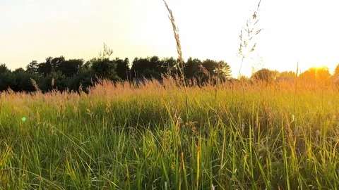 Wild grass field Stock Footage 92678655
