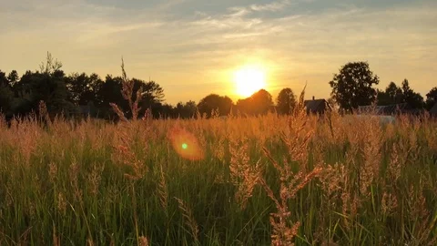Wild grass field Stock Footage 92679402