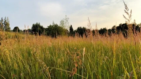 Wild grass field Stock Footage 92679451