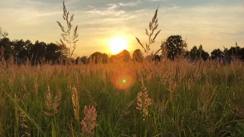 Wild grass field Stock Footage 92679756