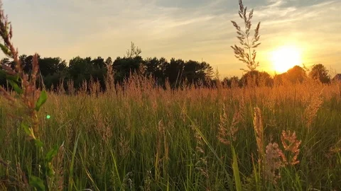 Wild grass field Stock Footage 92679806
