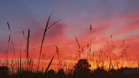 Wild grass field Stock Footage 92732594