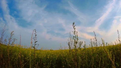 Wild grass field Stock Footage 92791092