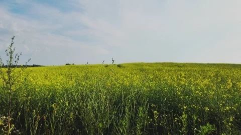 Wild grass field Stock Footage 92845713