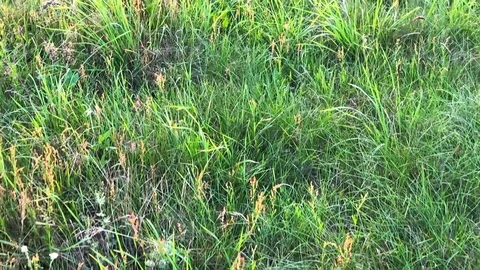 Wild grass field Stock Footage 92846915