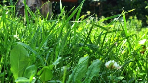 Wild grass field Stock Footage 92852323