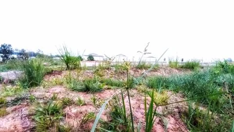 Wild grass on the field Foto stock