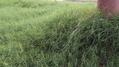 Wild grass in the field Stock Photos